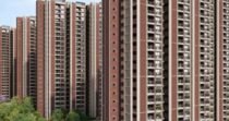 KALYANI LIVING TREE